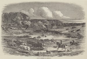 Veedrijven in Australië